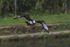pomarine jaeger