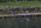 pomarine jaeger