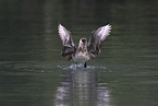 pomarine jaeger