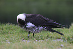 pomarine jaeger
