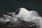pomarine jaeger