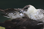 pomarine jaeger