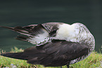 pomarine jaeger