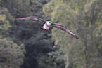 pomarine jaeger