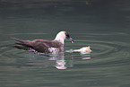 pomarine jaeger