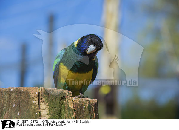 Port Lincoln parrot Bird Park Marlow / SST-12872