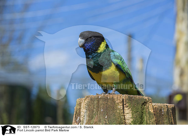 Ringsittich Vogelpark Marlow / Port Lincoln parrot Bird Park Marlow / SST-12873