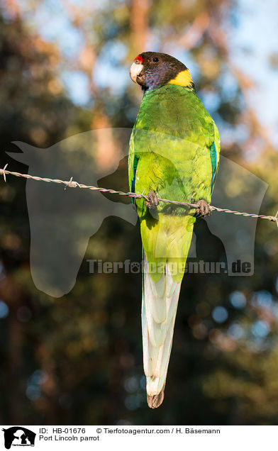 Port Lincoln parrot / HB-01676