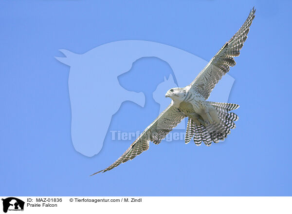 Prriefalke / Prairie Falcon / MAZ-01836