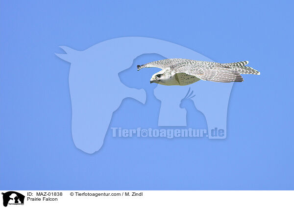 Prriefalke / Prairie Falcon / MAZ-01838