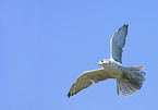 Prairie Falcon