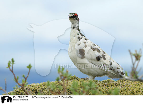 Alpenschneehuhn / snow chicken / FF-03175