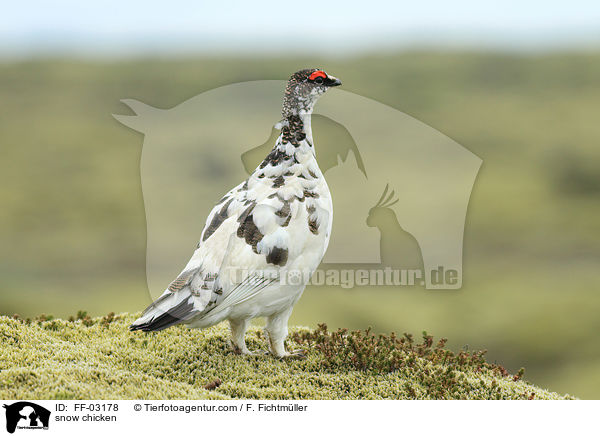 Alpenschneehuhn / snow chicken / FF-03178