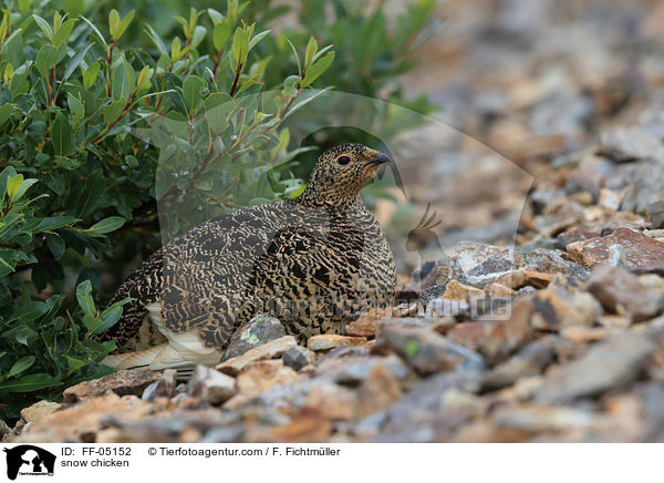 Alpenschneehuhn / snow chicken / FF-05152