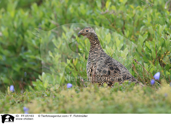 Alpenschneehuhn / snow chicken / FF-05163