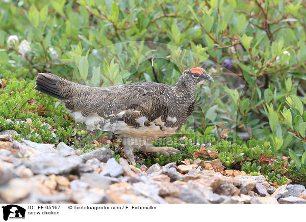 Alpenschneehuhn / snow chicken / FF-05167