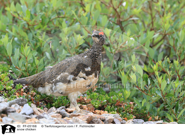 Alpenschneehuhn / snow chicken / FF-05168