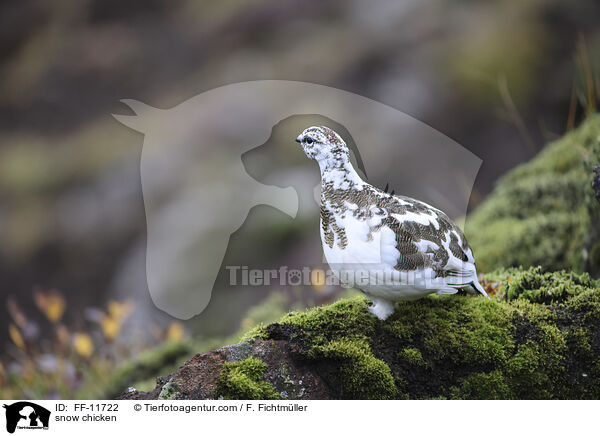 Alpenschneehuhn / snow chicken / FF-11722