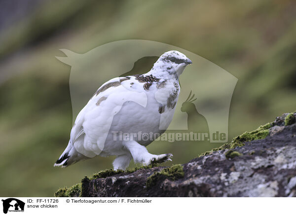 Alpenschneehuhn / snow chicken / FF-11726