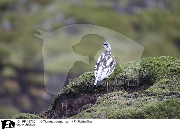 Alpenschneehuhn / snow chicken / FF-11732