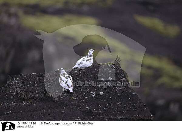 Alpenschneehhner / snow chicken / FF-11736