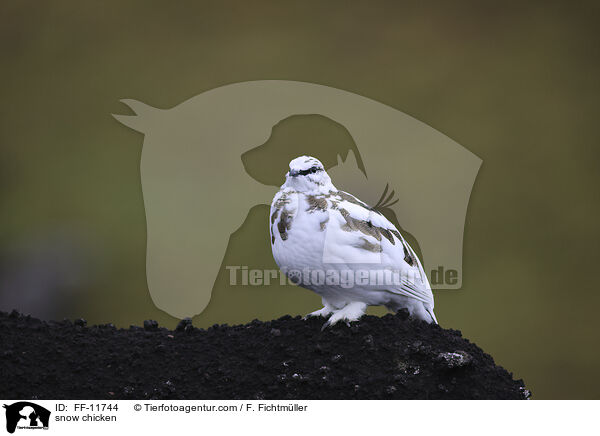 Alpenschneehuhn / snow chicken / FF-11744