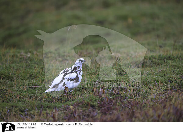 Alpenschneehuhn / snow chicken / FF-11748