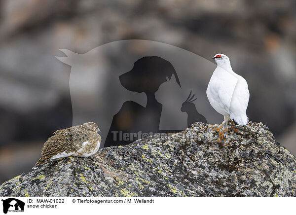 Alpenschneehuhn / MAW-01022