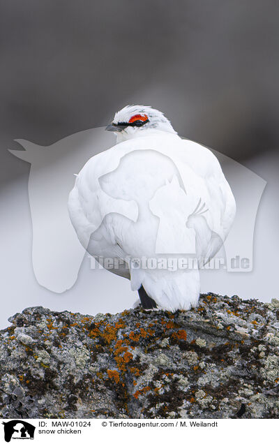 Alpenschneehuhn / MAW-01024