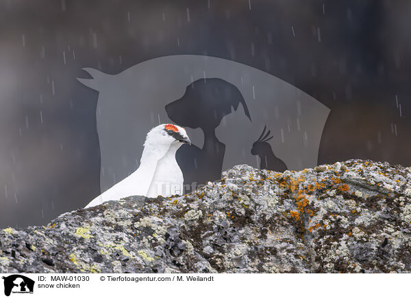 Alpenschneehuhn / MAW-01030