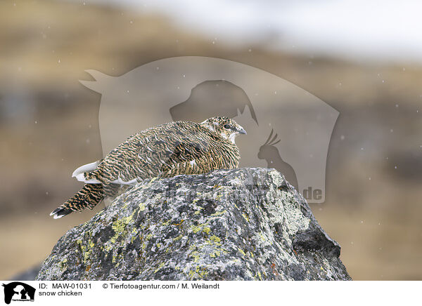 Alpenschneehuhn / snow chicken / MAW-01031