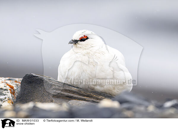 Alpenschneehuhn / snow chicken / MAW-01033