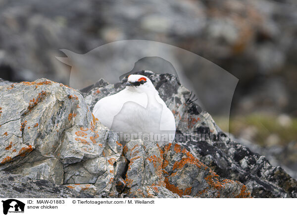 Alpenschneehuhn / snow chicken / MAW-01883