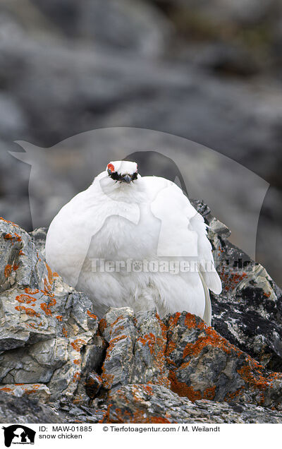 Alpenschneehuhn / snow chicken / MAW-01885
