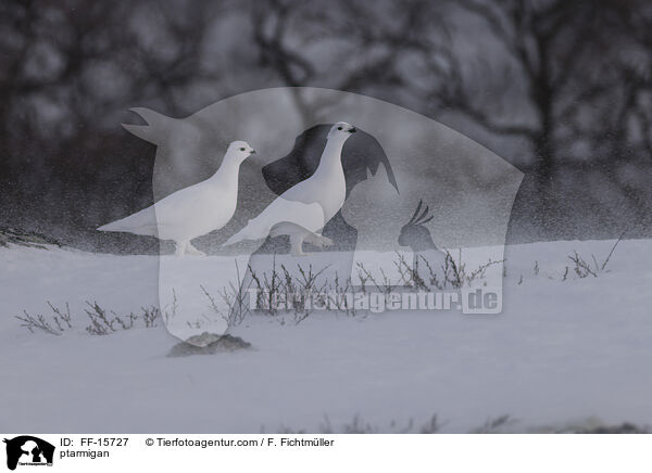 Alpenschneehuhn / ptarmigan / FF-15727