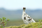 snow chicken