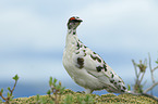 snow chicken