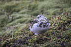 snow chicken