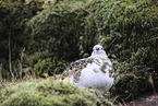 snow chicken