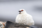 snow chicken,
