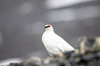 snow chicken