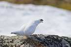 snow chicken