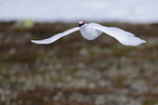 snow chicken