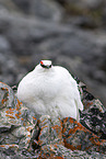 snow chicken