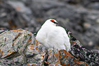 snow chicken