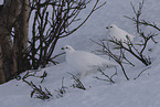 ptarmigan