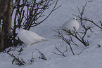 ptarmigan