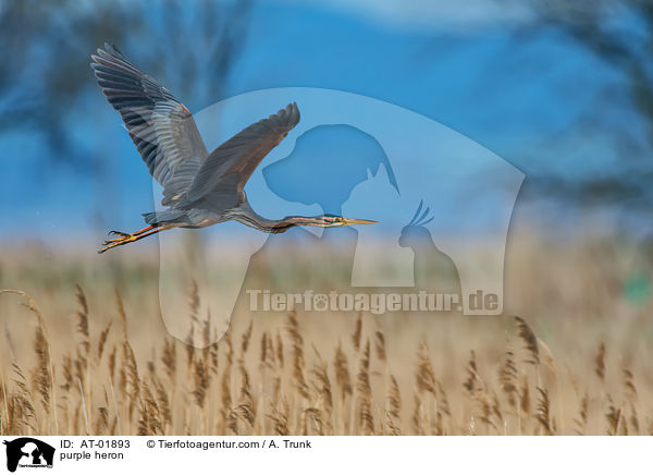 Purpurreiher / purple heron / AT-01893