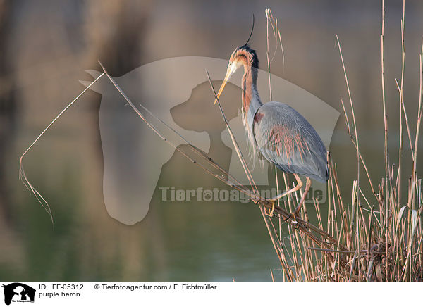 Purpurreiher / purple heron / FF-05312