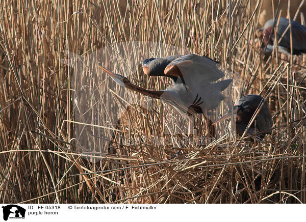 Purpurreiher / purple heron / FF-05318